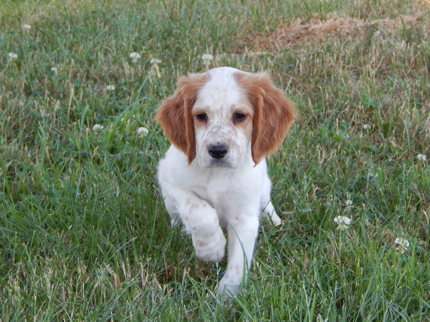 du Mas d'Eyraud - Chiots disponibles - Setter Anglais