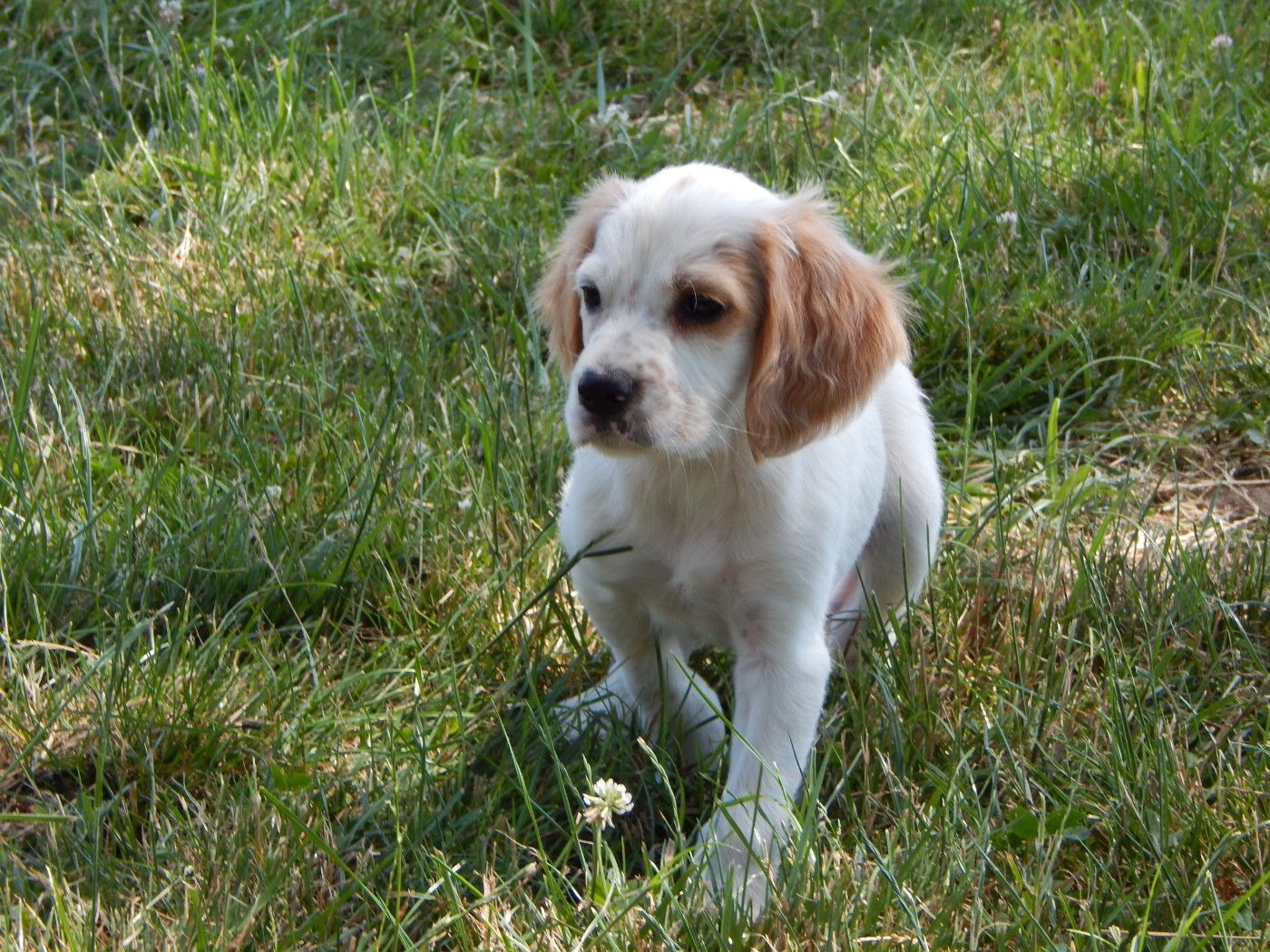 du Mas d'Eyraud - Chiots disponibles - Setter Anglais