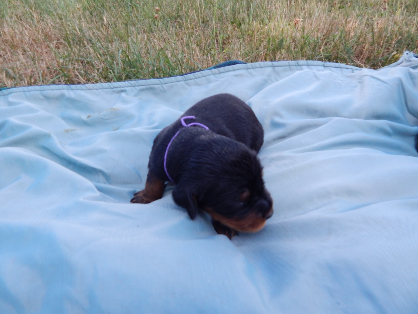 du Mas d'Eyraud - Chiots disponibles - Setter Gordon