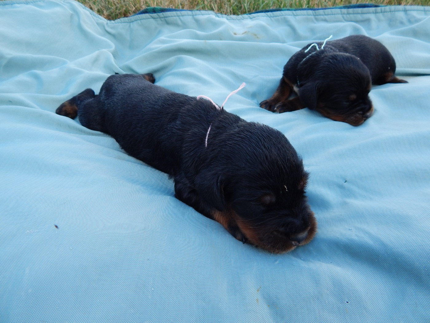 du Mas d'Eyraud - Chiots disponibles - Setter Gordon