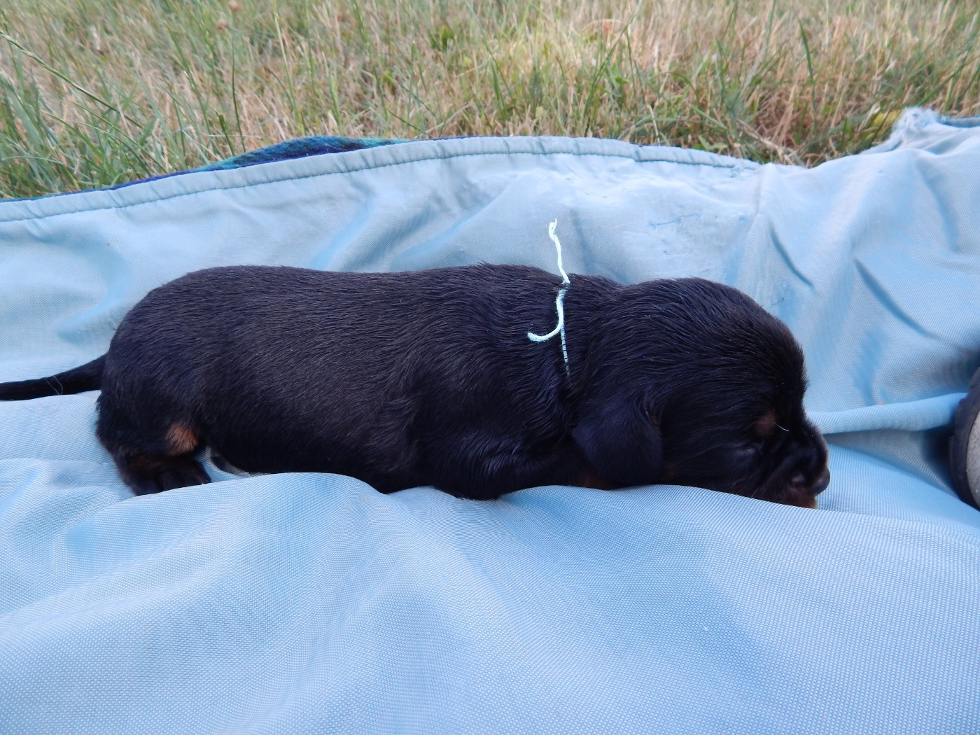 du Mas d'Eyraud - Chiots disponibles - Setter Gordon