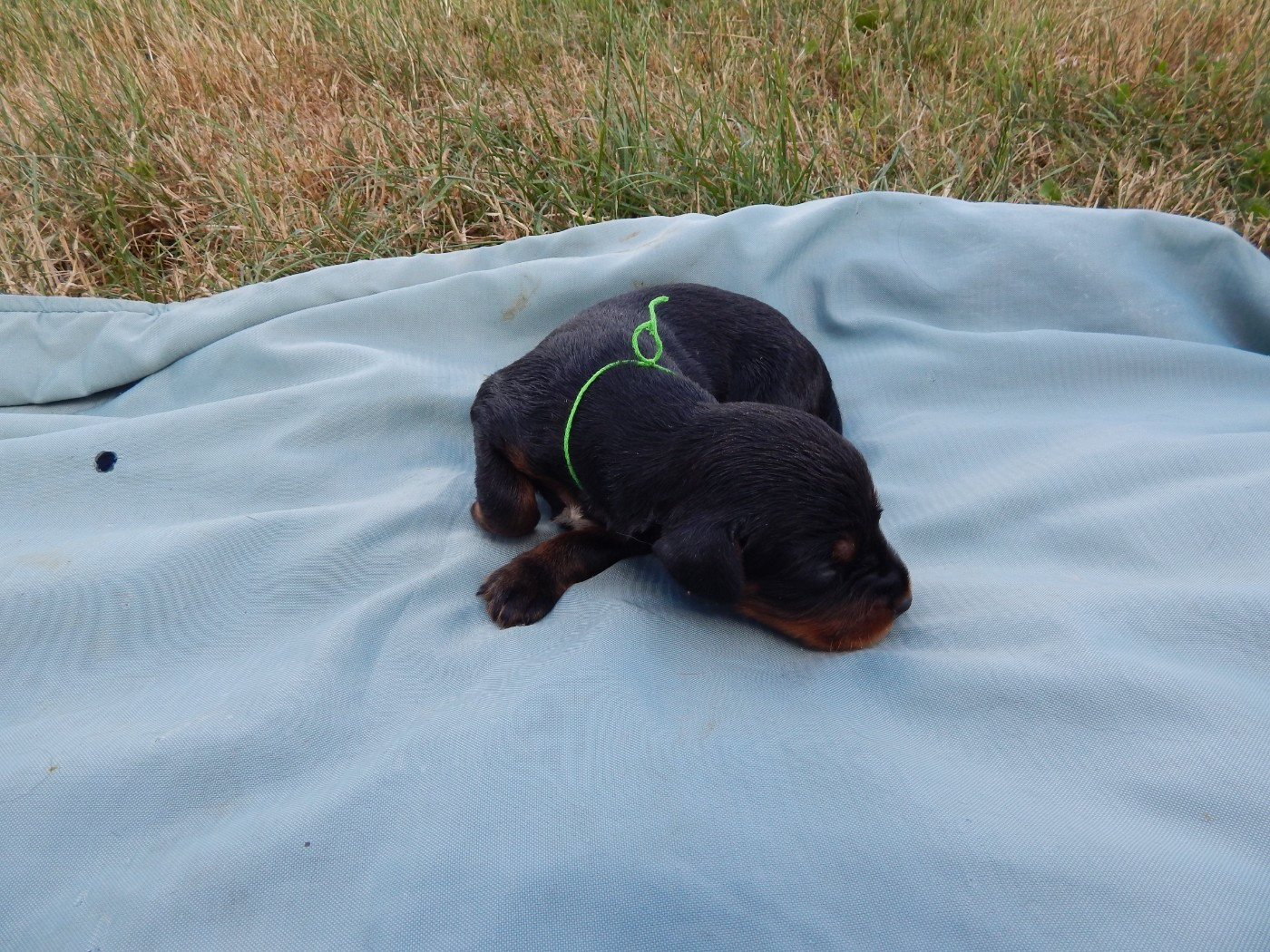 du Mas d'Eyraud - Chiots disponibles - Setter Gordon