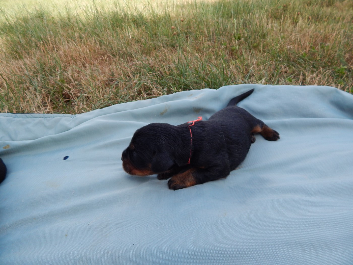 du Mas d'Eyraud - Chiots disponibles - Setter Gordon