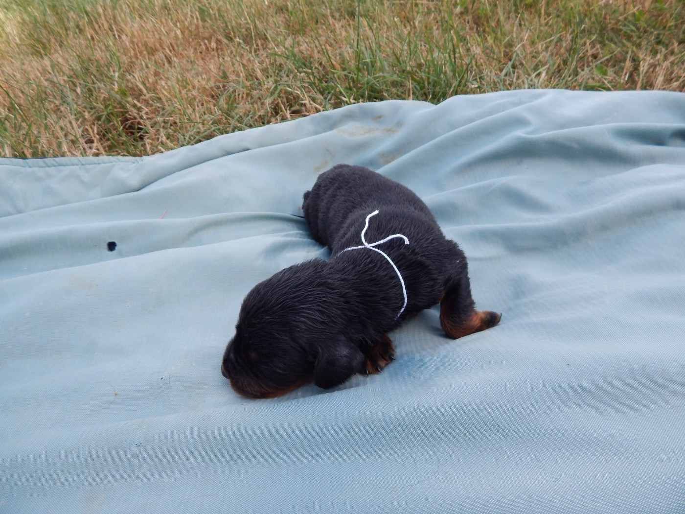 du Mas d'Eyraud - Chiots disponibles - Setter Gordon