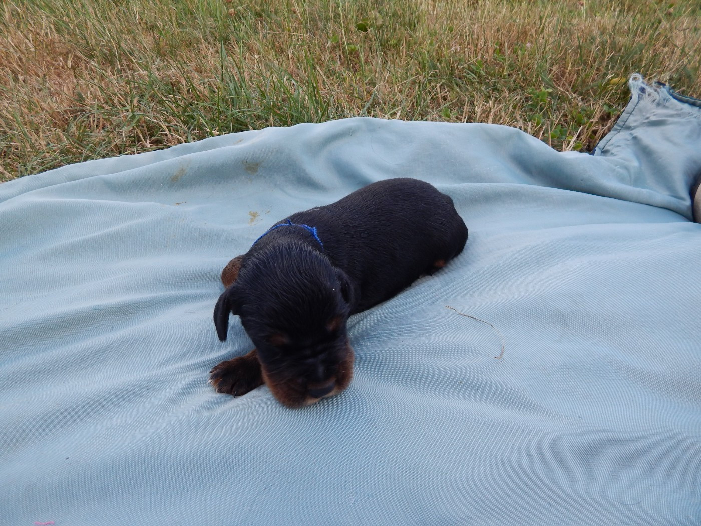 du Mas d'Eyraud - Chiots disponibles - Setter Gordon