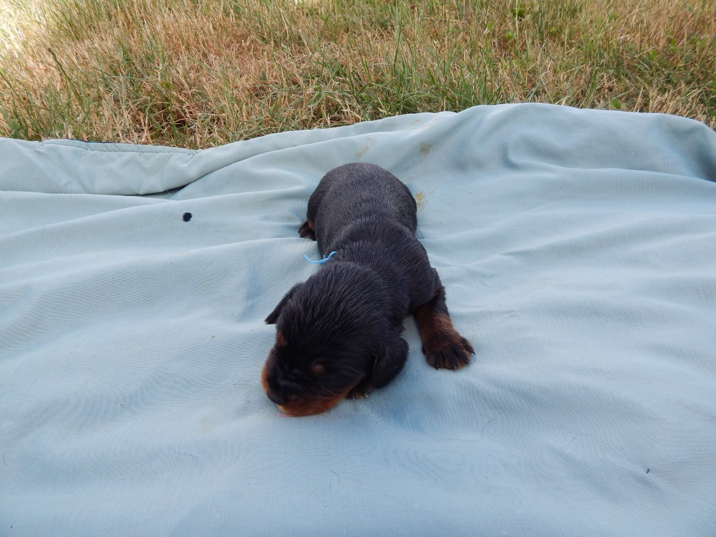 du Mas d'Eyraud - Chiots disponibles - Setter Gordon
