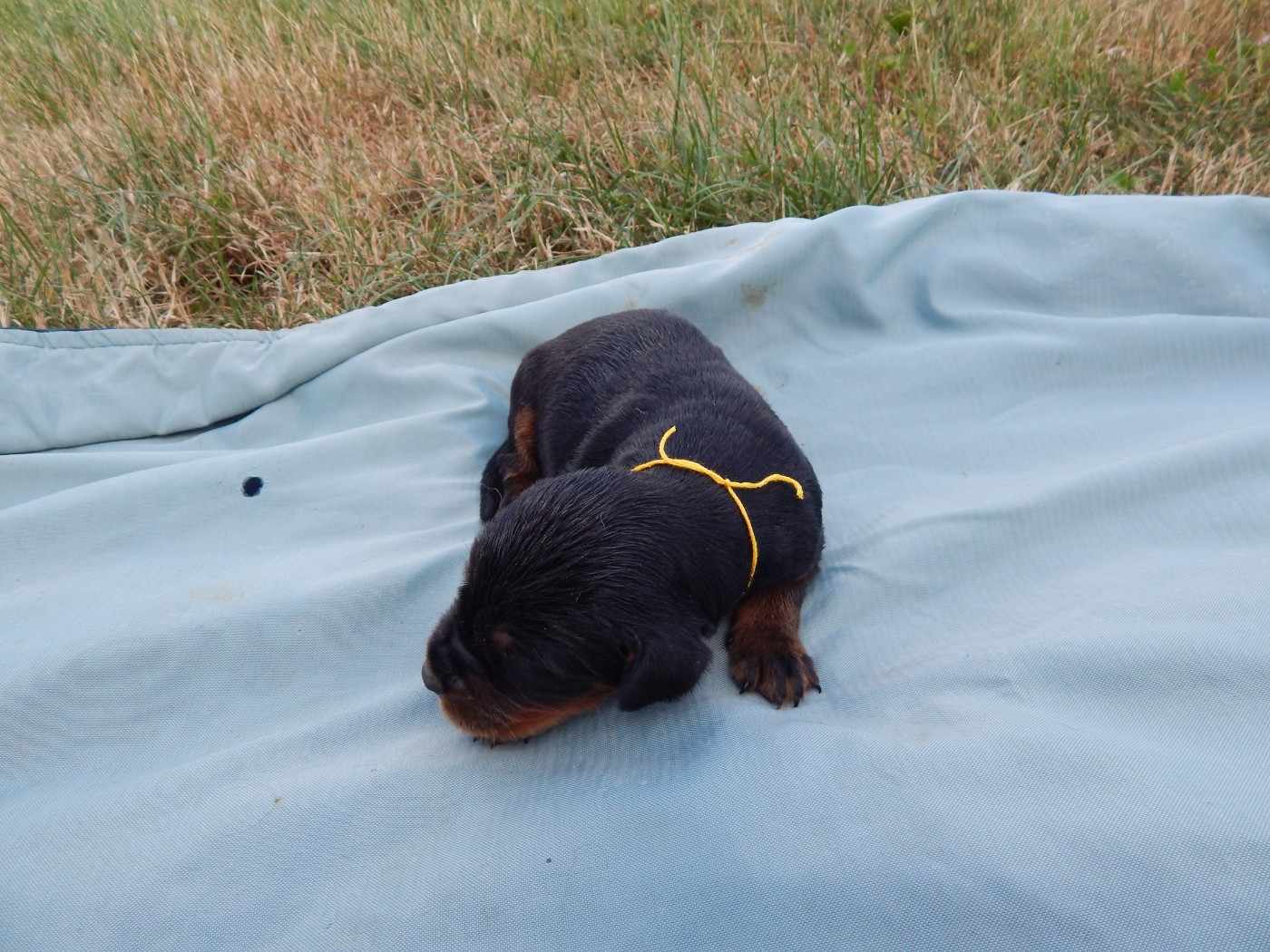 du Mas d'Eyraud - Chiots disponibles - Setter Gordon
