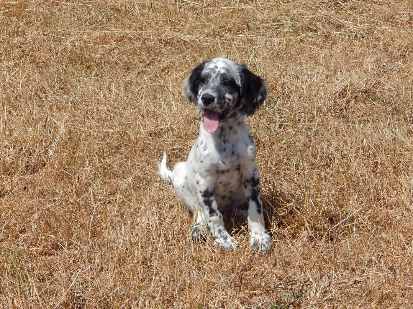 du Mas d'Eyraud - Chiots disponibles - Setter Anglais