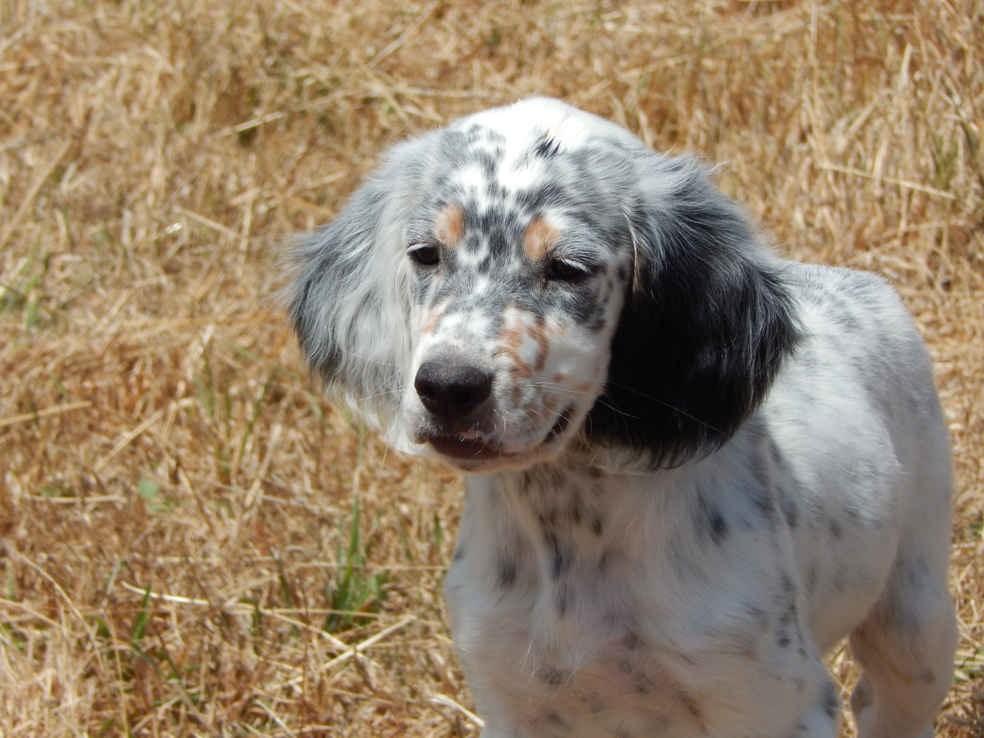 du Mas d'Eyraud - Chiots disponibles - Setter Anglais