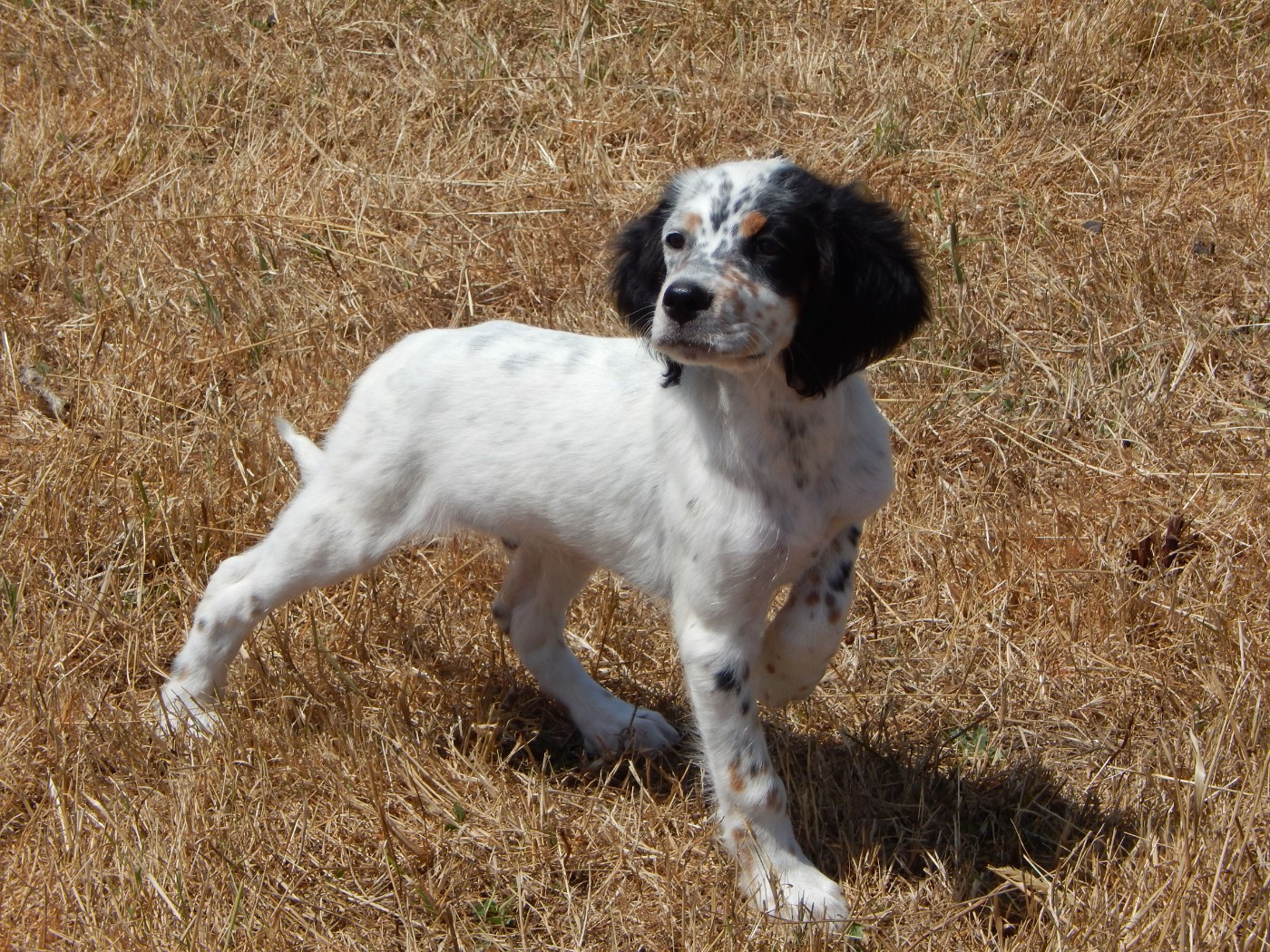 du Mas d'Eyraud - Chiots disponibles - Setter Anglais