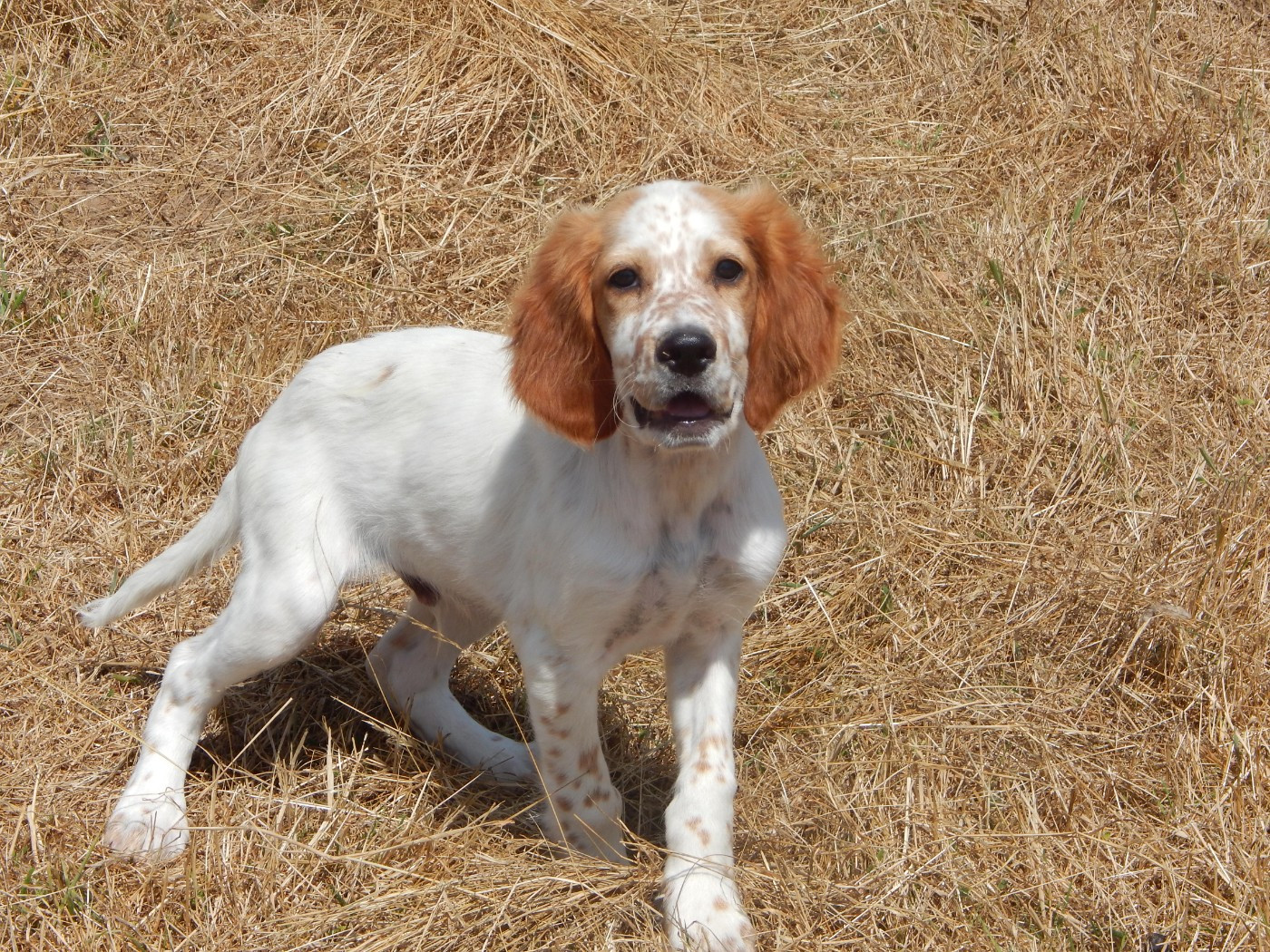du Mas d'Eyraud - Chiots disponibles - Setter Anglais