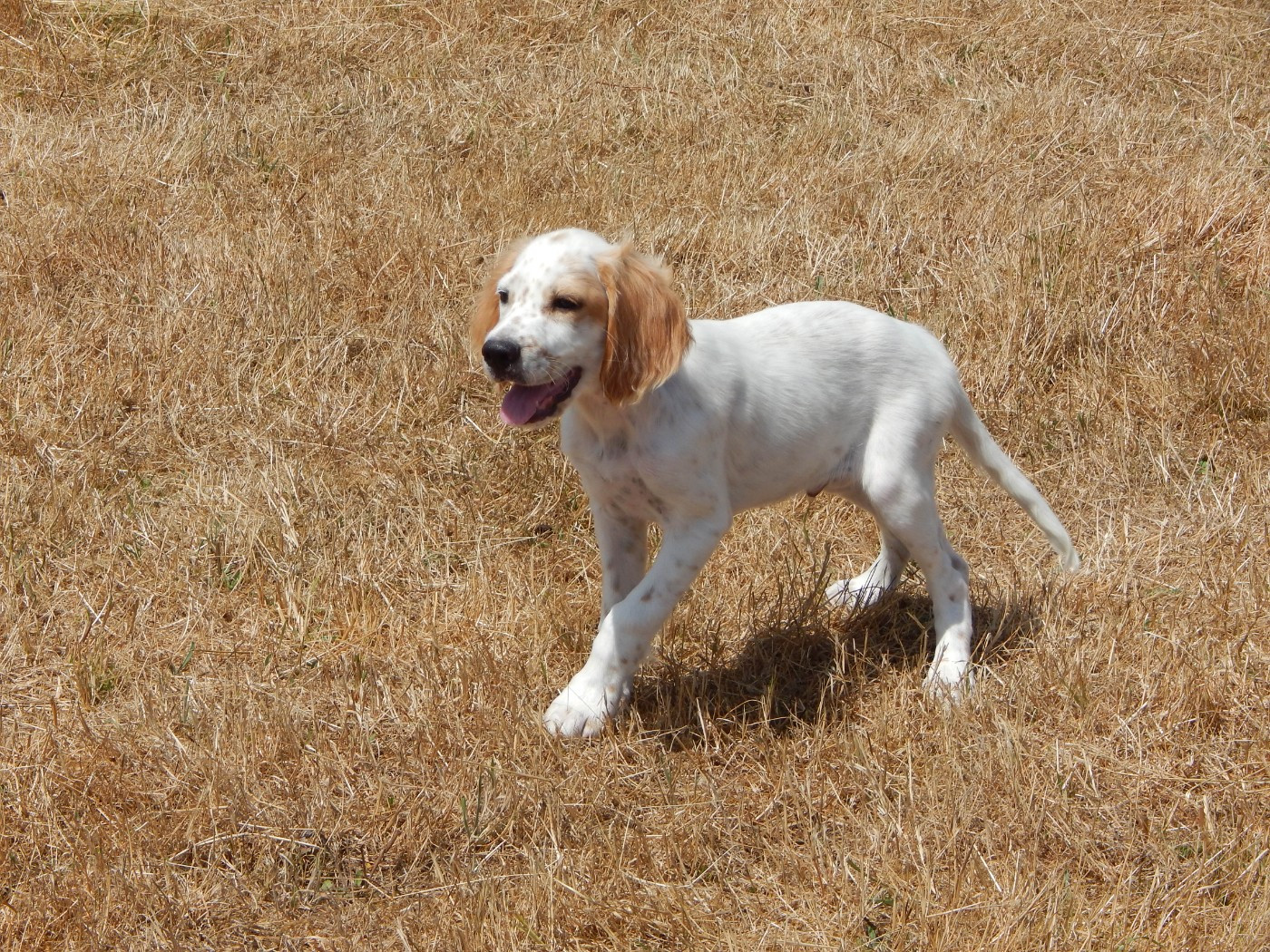 du Mas d'Eyraud - Chiots disponibles - Setter Anglais