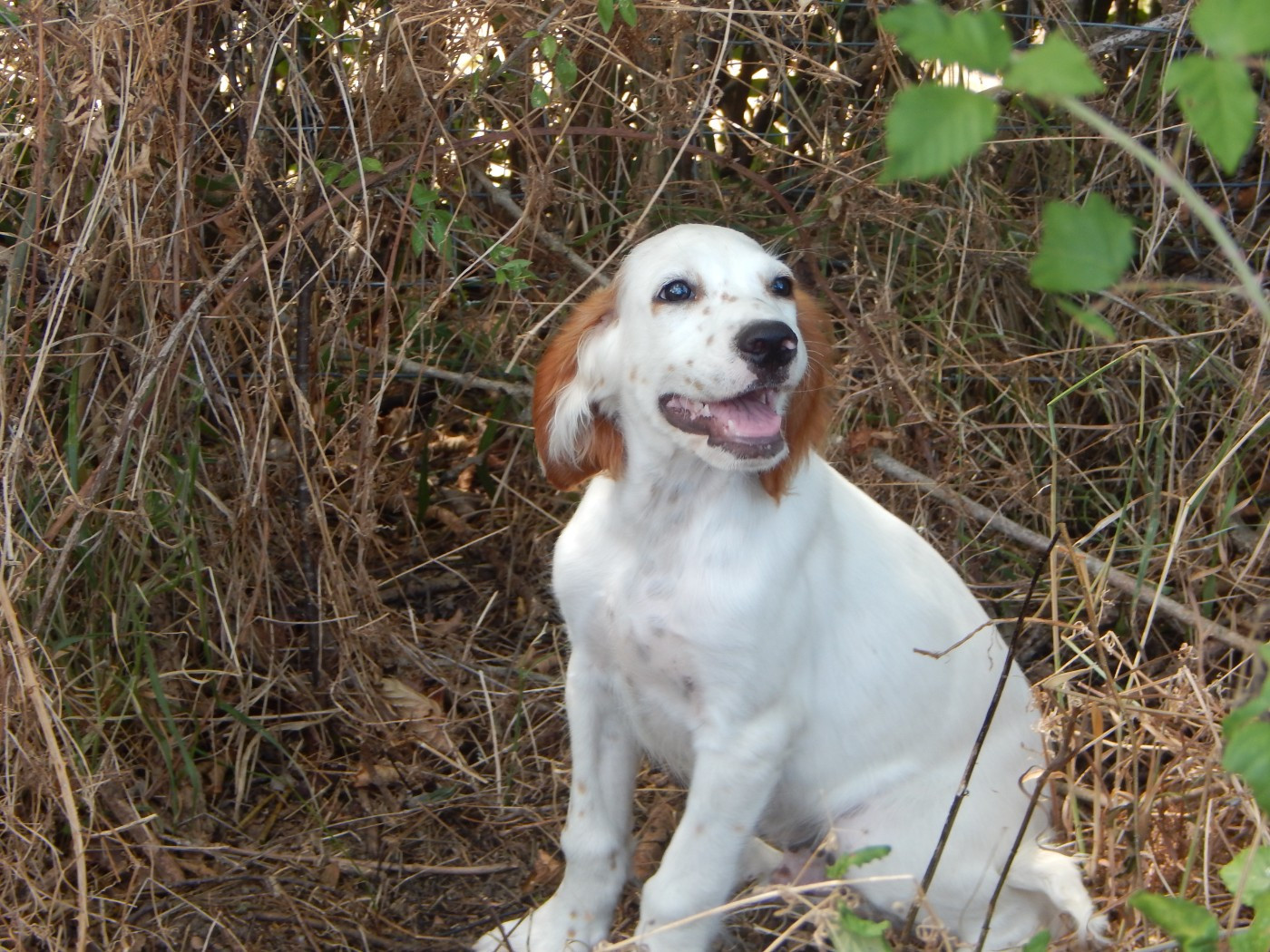 du Mas d'Eyraud - Chiots disponibles - Setter Anglais