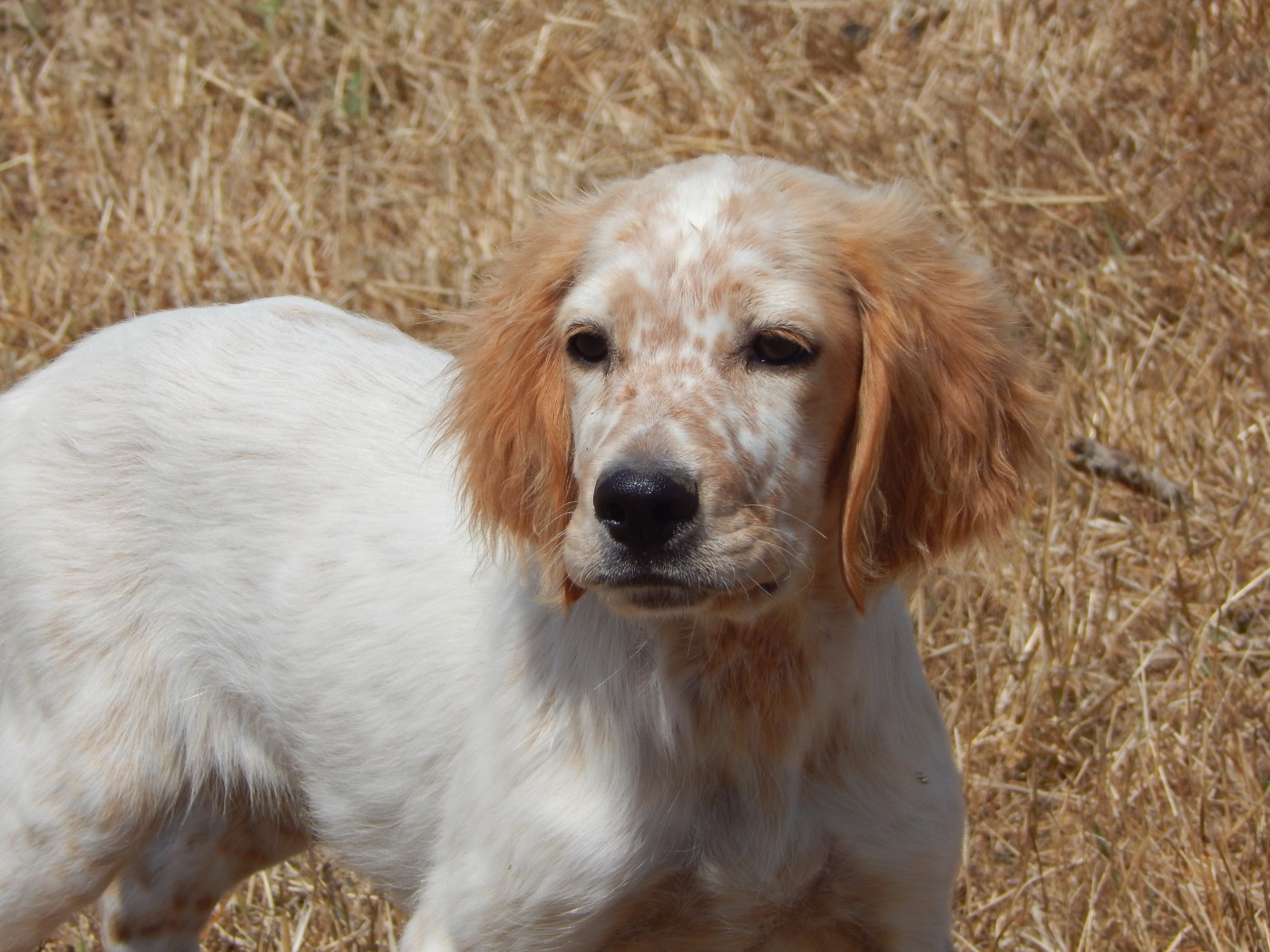 du Mas d'Eyraud - Chiots disponibles - Setter Anglais