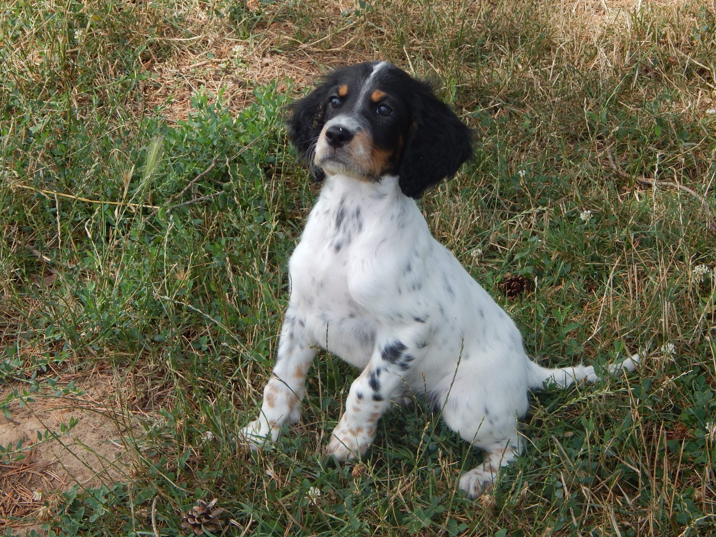 du Mas d'Eyraud - Chiots disponibles - Setter Anglais