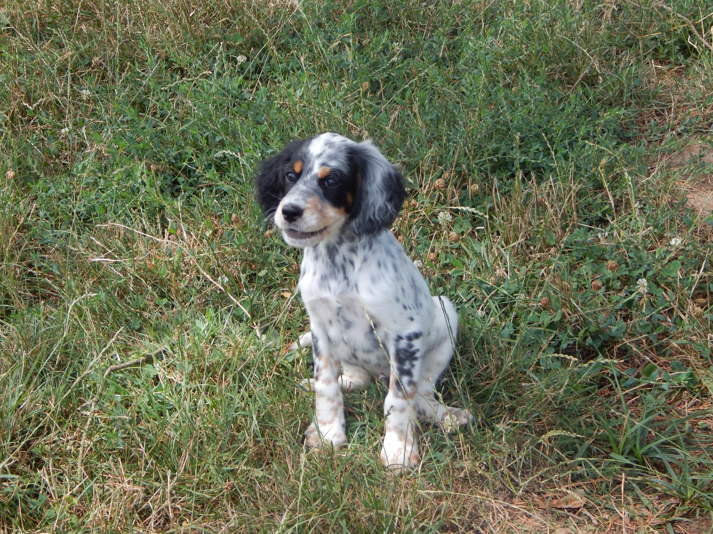 du Mas d'Eyraud - Chiots disponibles - Setter Anglais