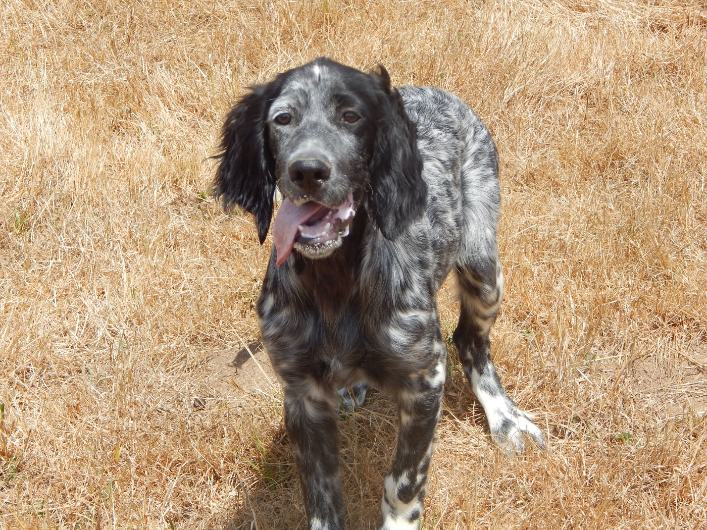du Mas d'Eyraud - Chiots disponibles - Setter Anglais
