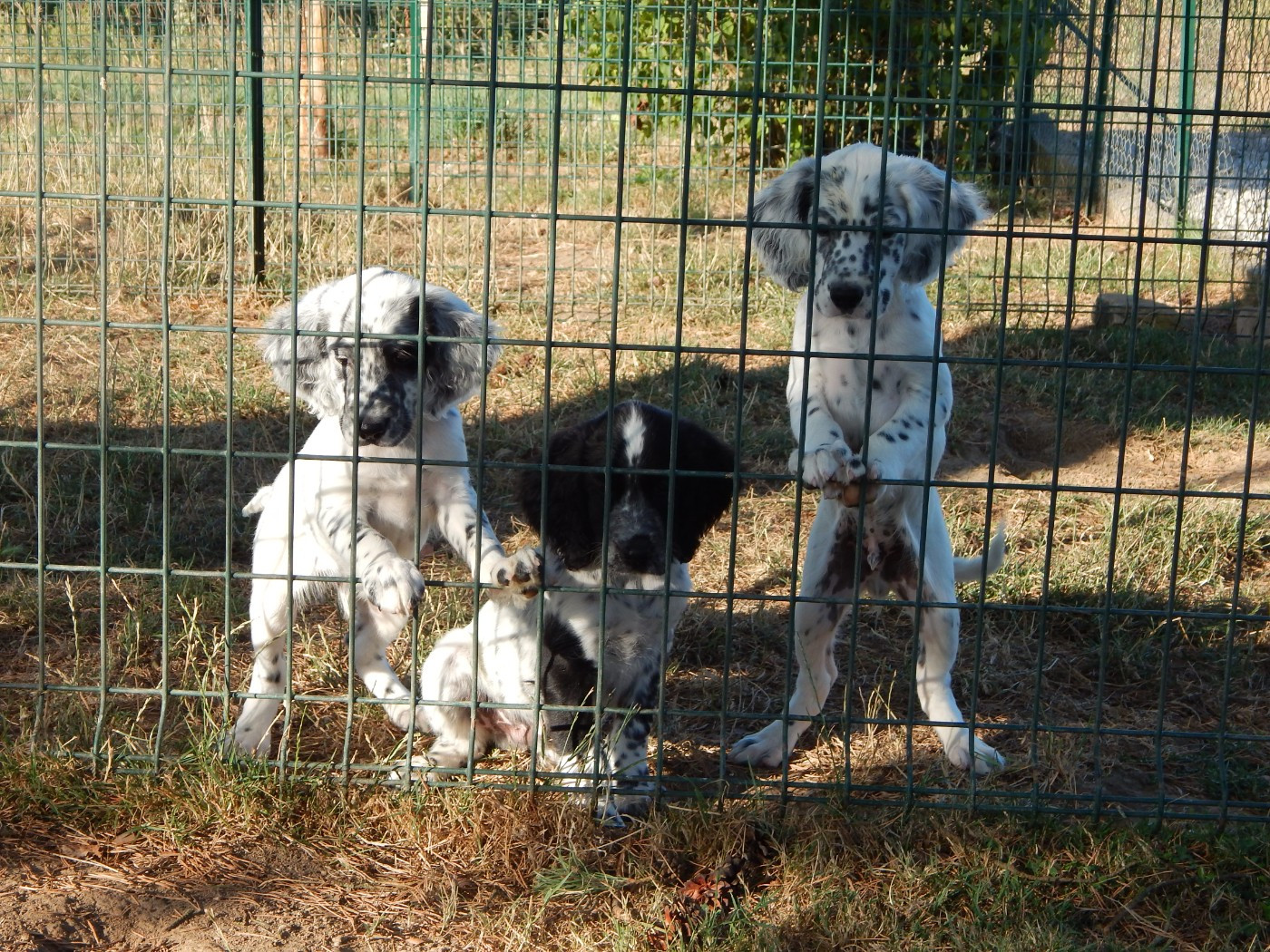 Chiot Setter Anglais du Mas d'Eyraud