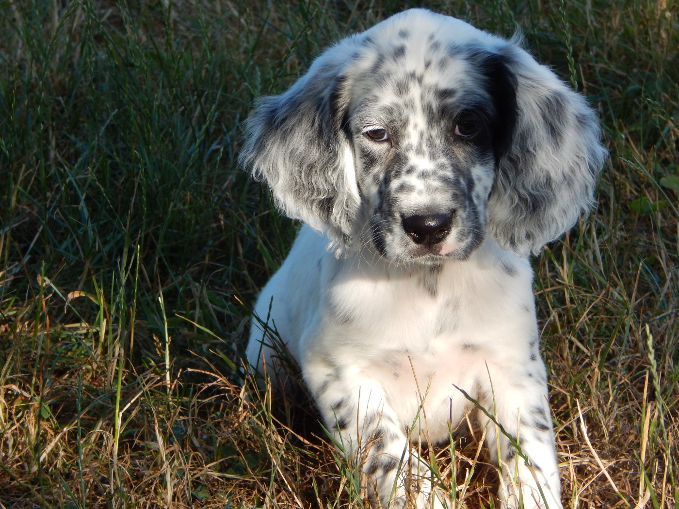 du Mas d'Eyraud - Chiots disponibles - Setter Anglais
