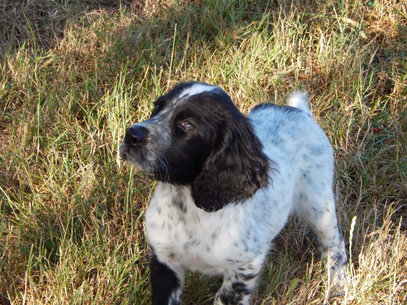 du Mas d'Eyraud - Chiots disponibles - Setter Anglais