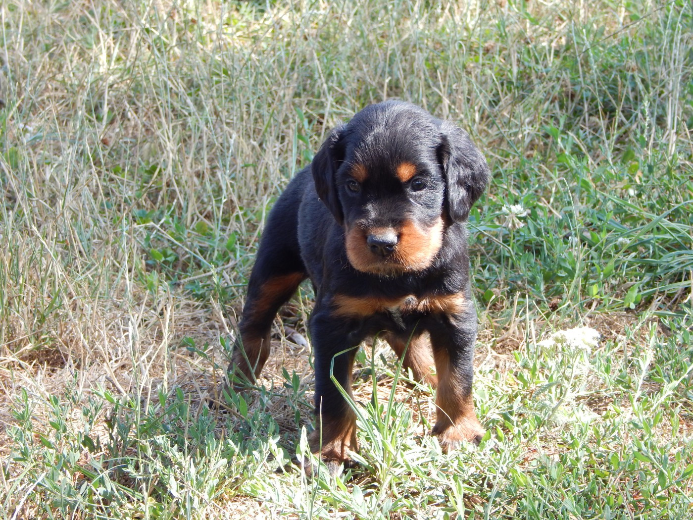 du Mas d'Eyraud - Chiots disponibles - Setter Gordon