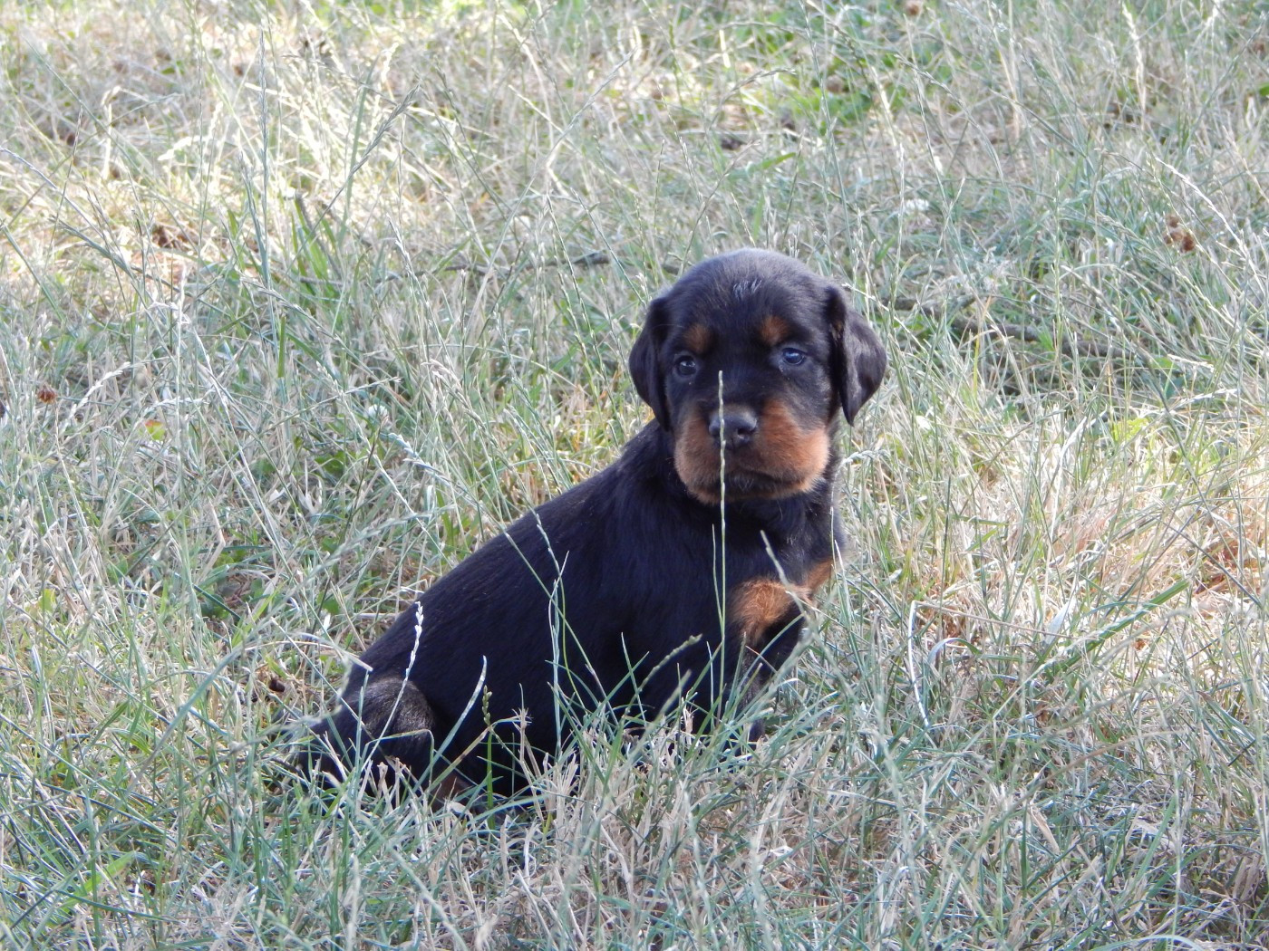 du Mas d'Eyraud - Chiots disponibles - Setter Gordon