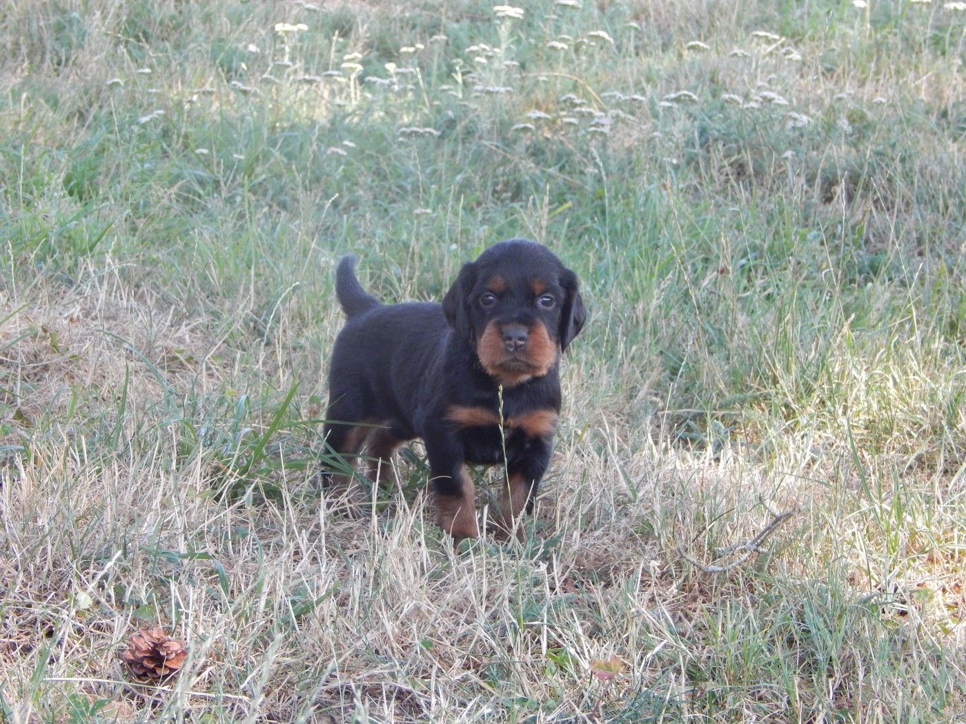 du Mas d'Eyraud - Chiots disponibles - Setter Gordon