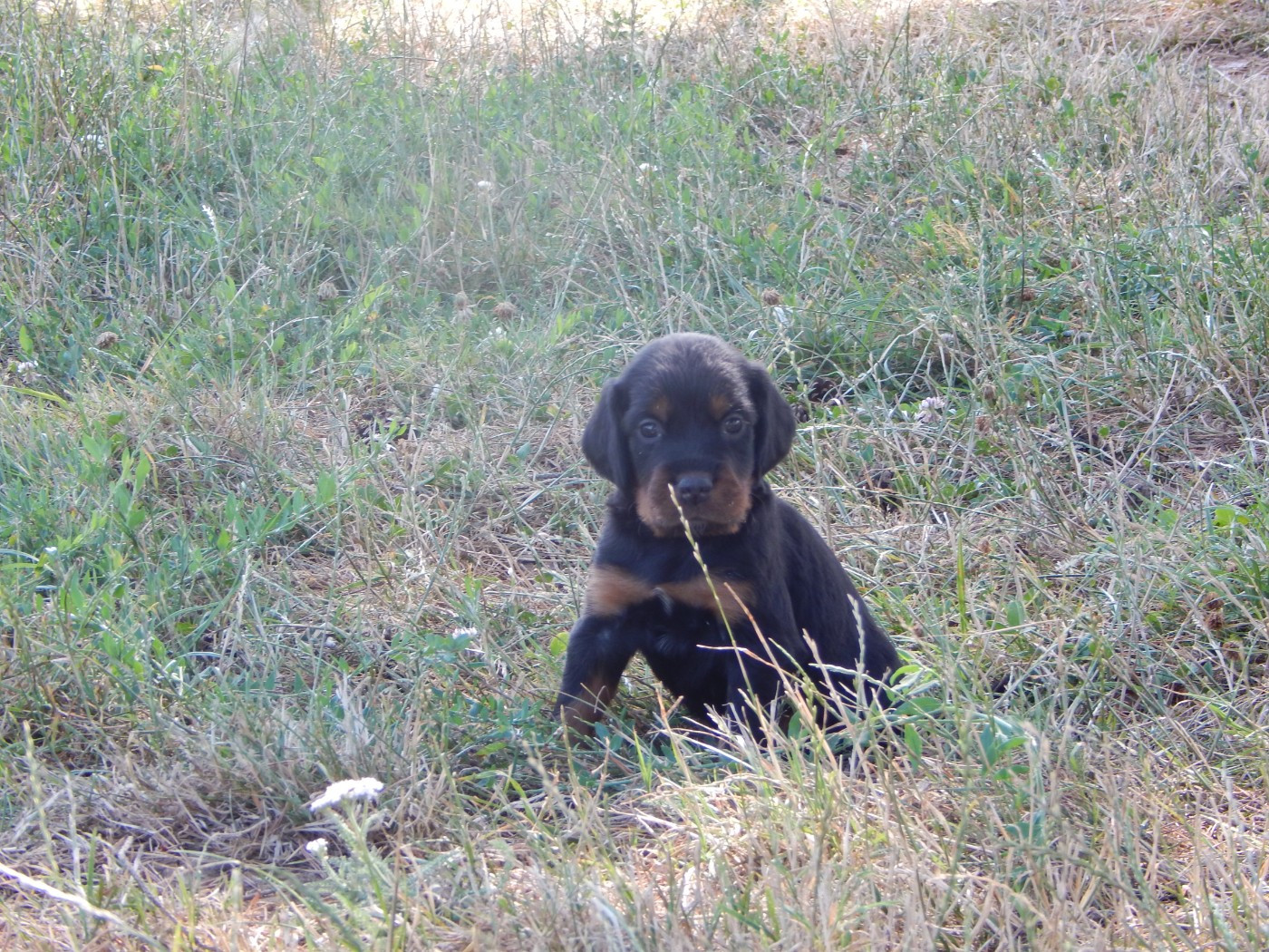 du Mas d'Eyraud - Chiots disponibles - Setter Gordon