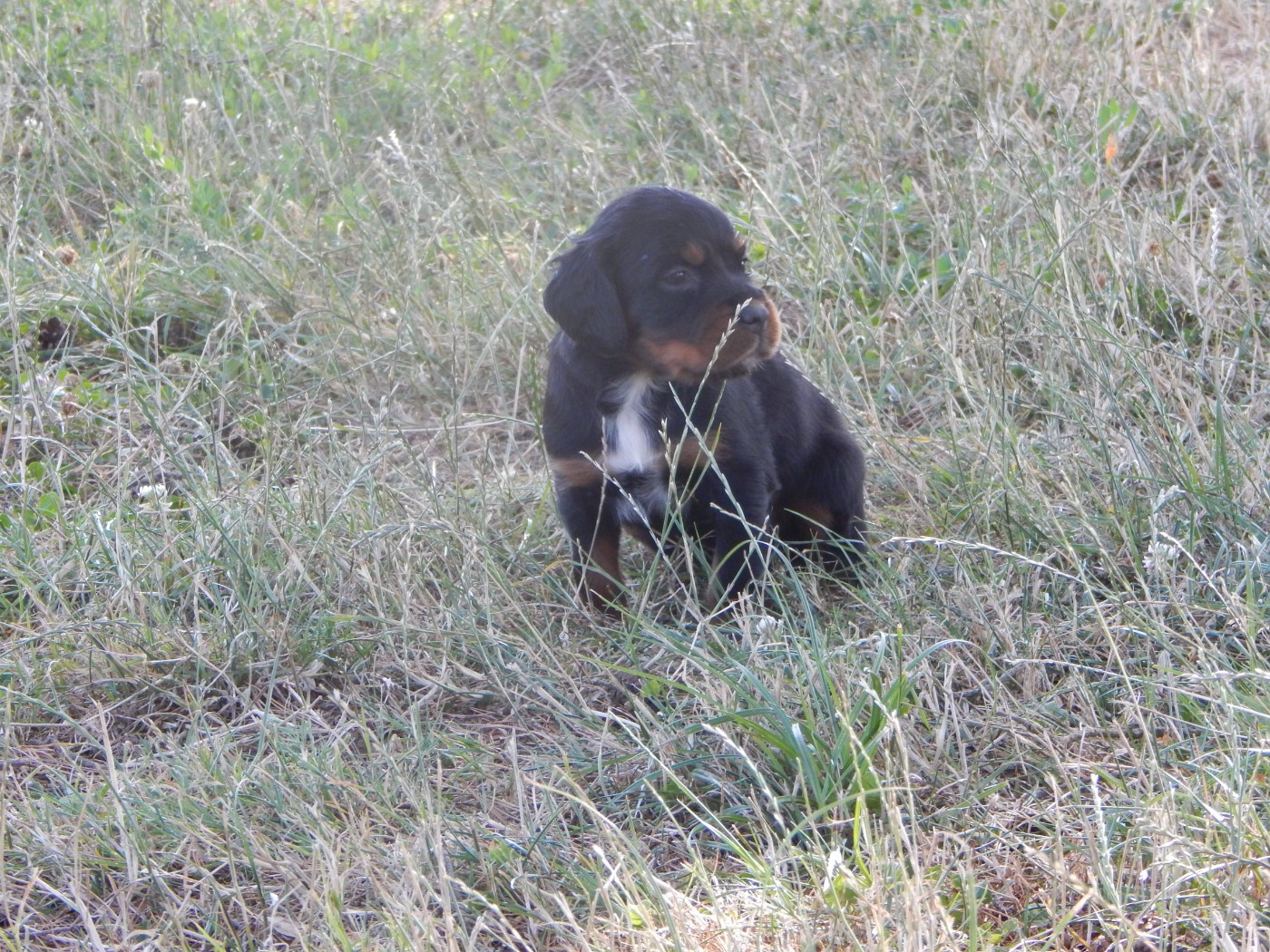 du Mas d'Eyraud - Chiots disponibles - Setter Gordon
