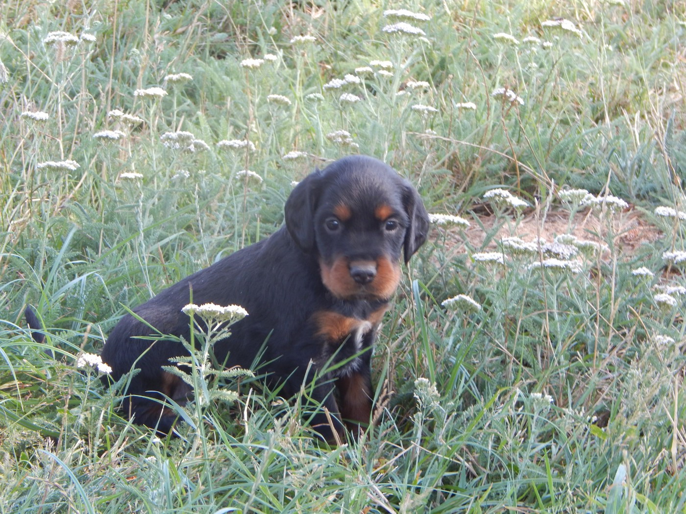 du Mas d'Eyraud - Chiots disponibles - Setter Gordon
