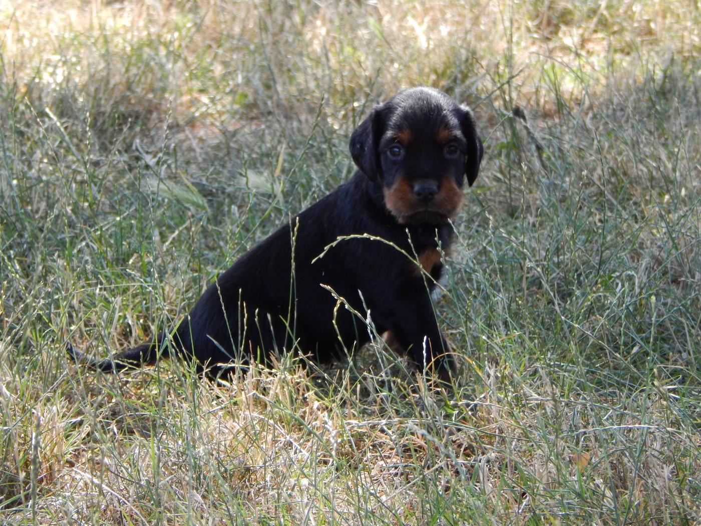 du Mas d'Eyraud - Chiots disponibles - Setter Gordon