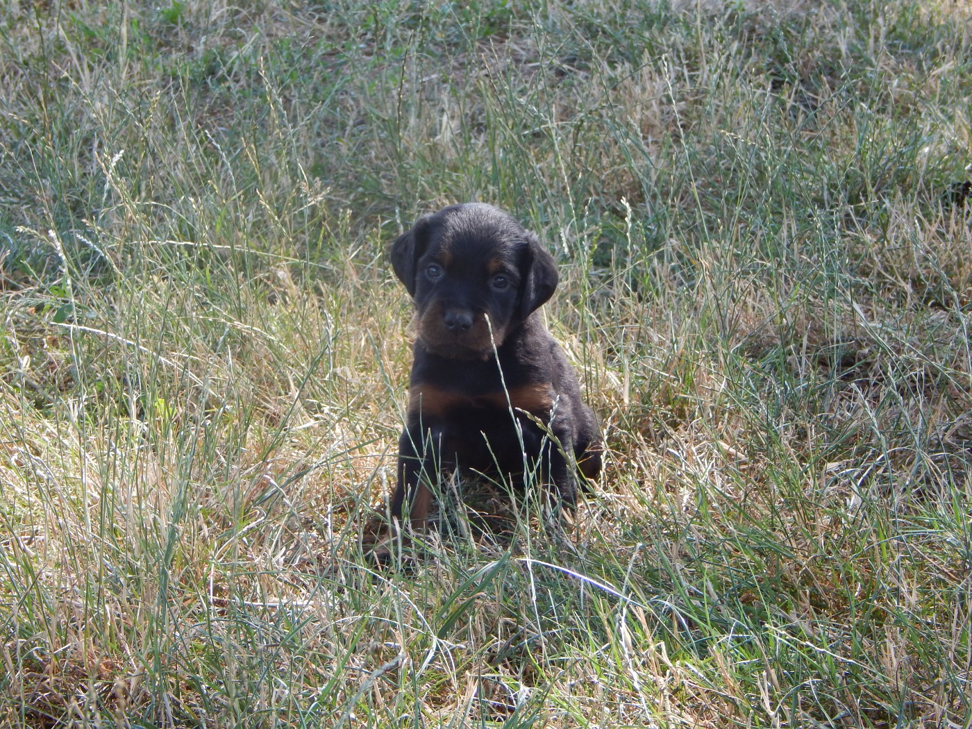 du Mas d'Eyraud - Chiots disponibles - Setter Gordon