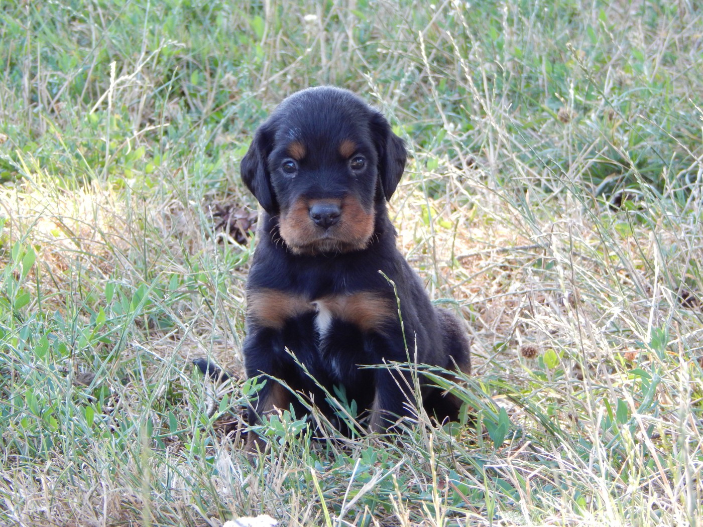 du Mas d'Eyraud - Chiots disponibles - Setter Gordon