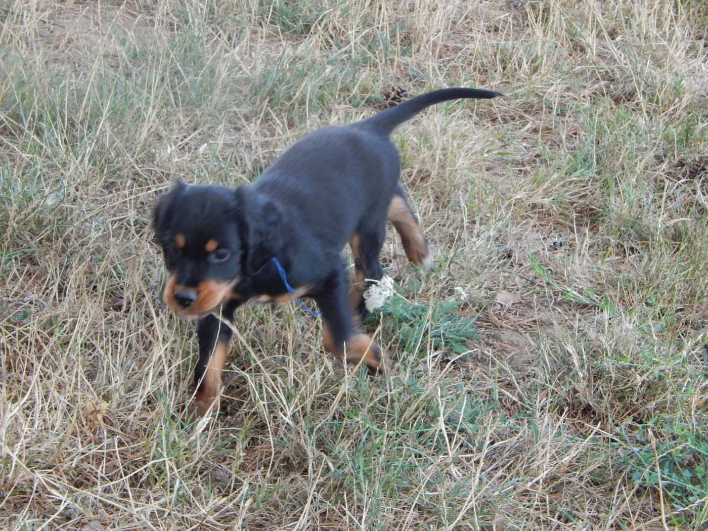du Mas d'Eyraud - Chiots disponibles - Setter Gordon
