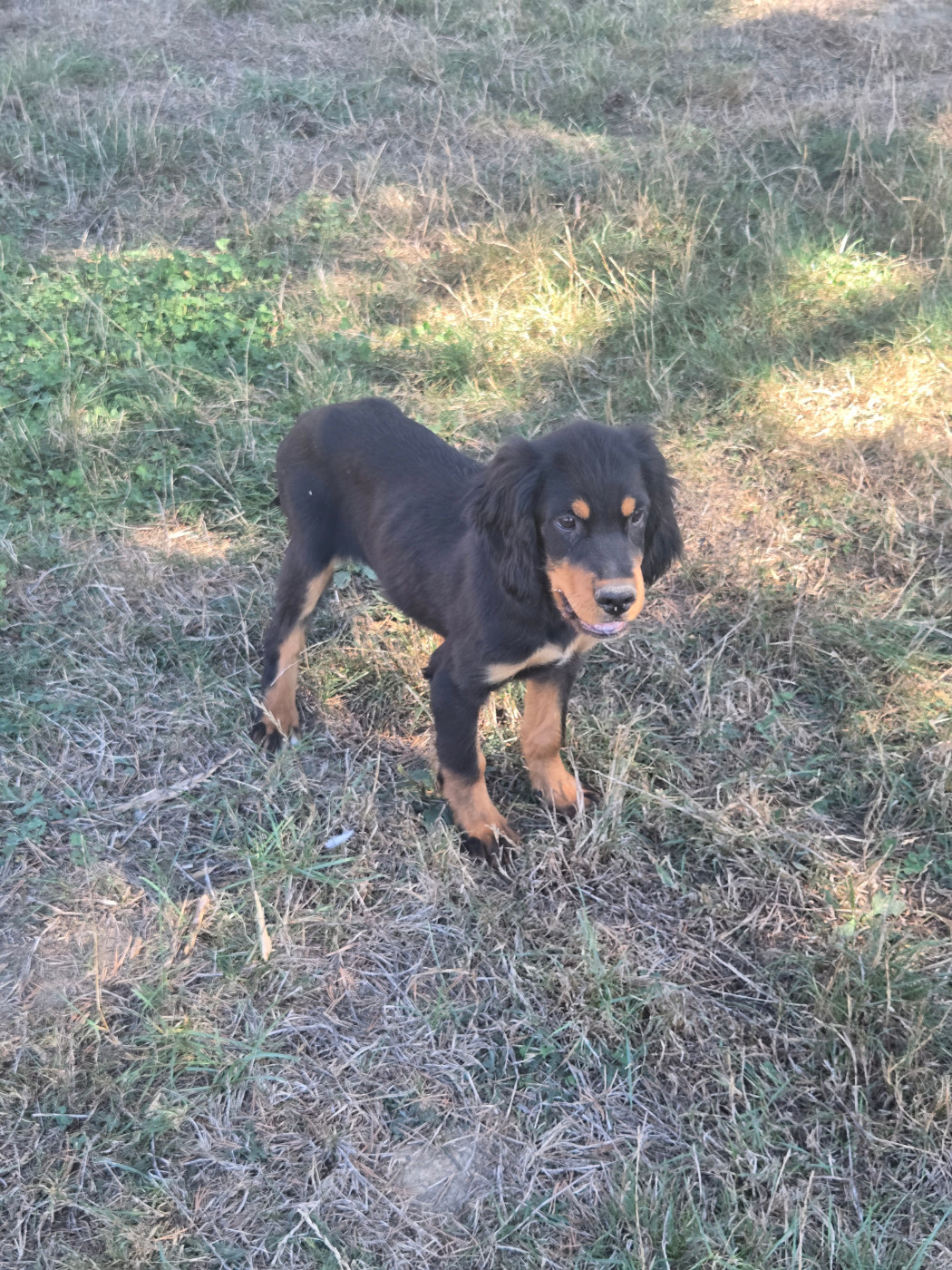 du Mas d'Eyraud - Chiots disponibles - Setter Gordon