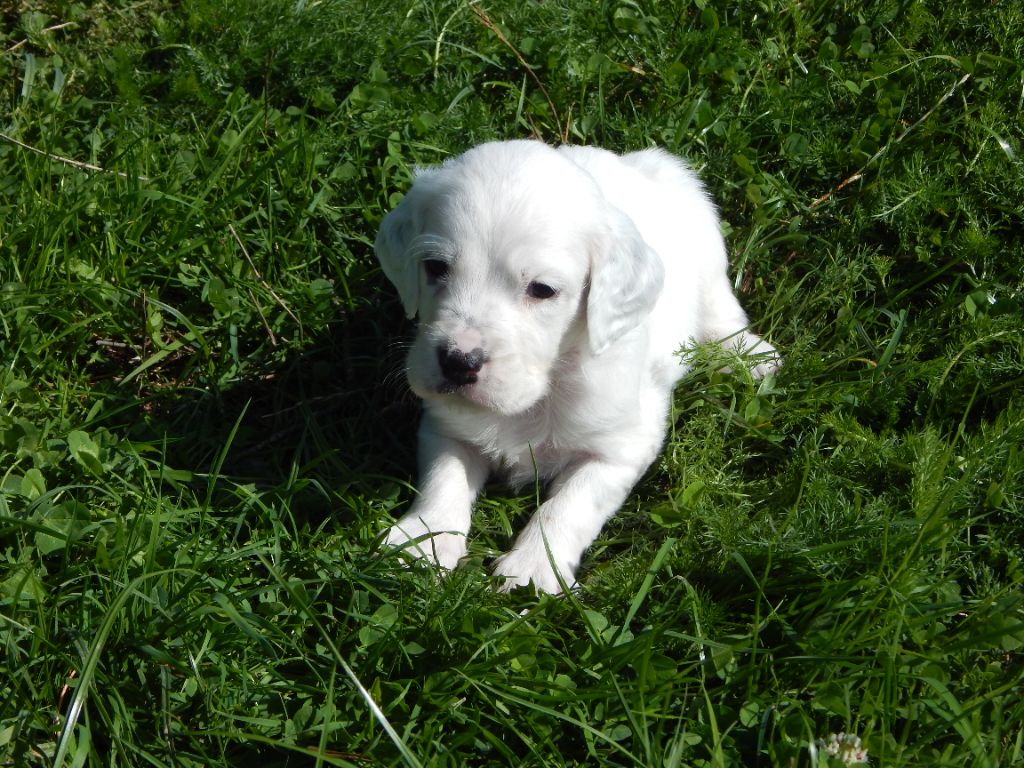 du Mas d'Eyraud - Chiots disponibles - Setter Anglais