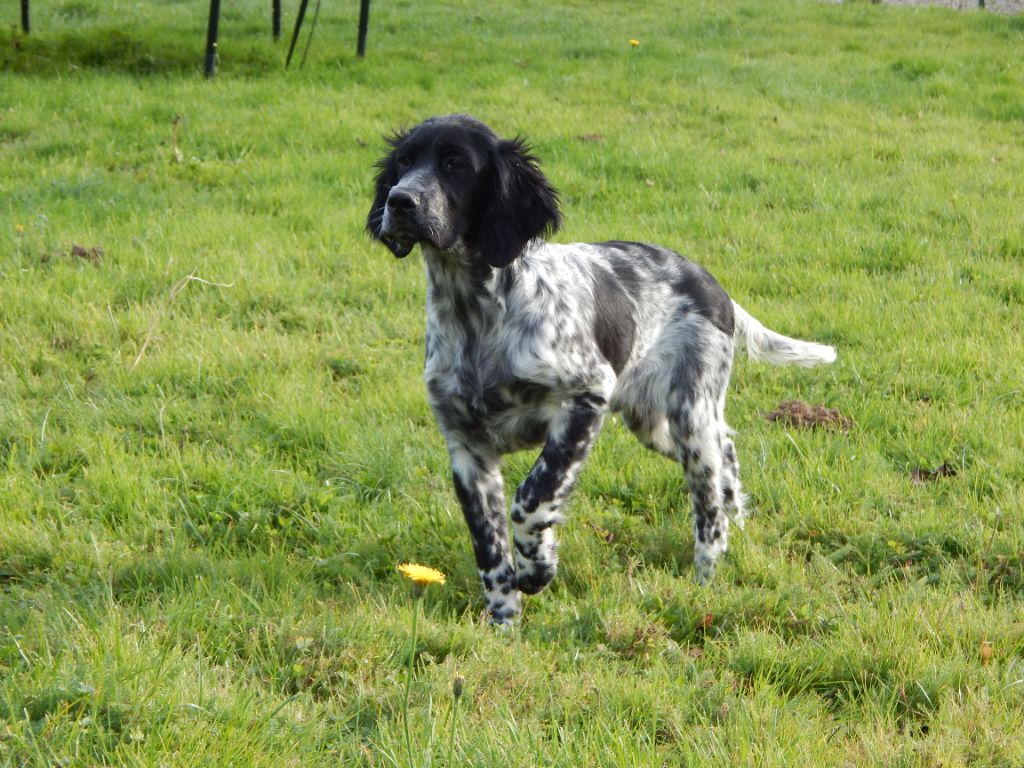 du Mas d'Eyraud - Chiots disponibles - Setter Anglais