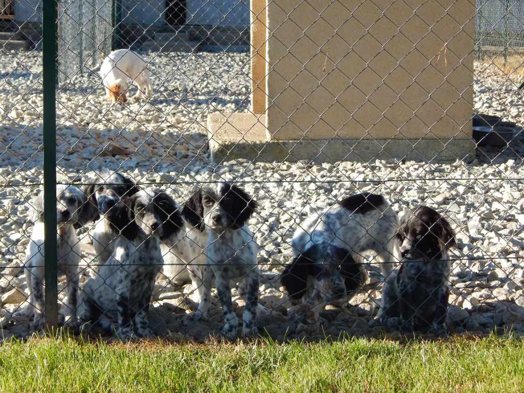 Chiot Setter Anglais du Mas d'Eyraud