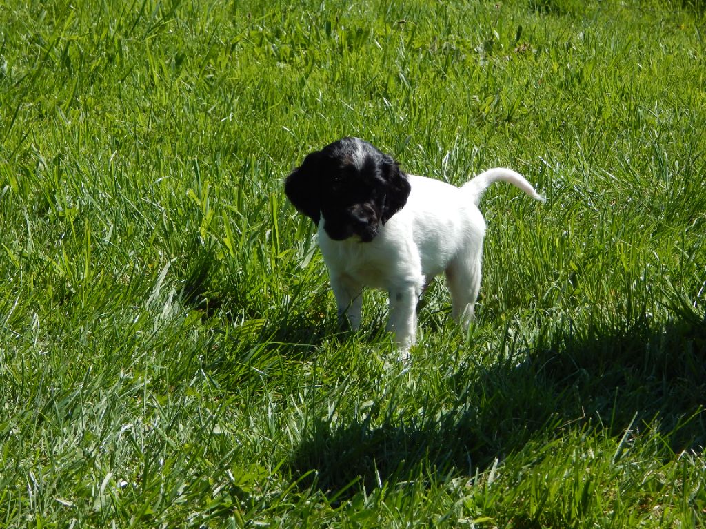 du Mas d'Eyraud - Chiots disponibles - Setter Anglais