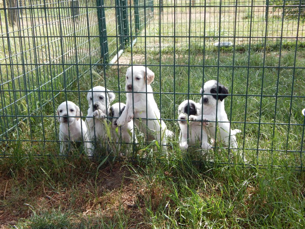 du Mas d'Eyraud - Setter Anglais - Portée née le 26/05/2025