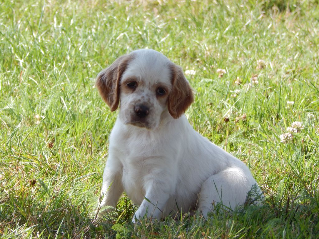du Mas d'Eyraud - Chiots disponibles - Setter Anglais