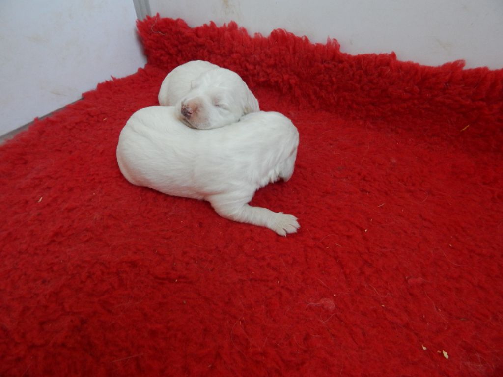 du Mas d'Eyraud - Chiots disponibles - Setter Anglais