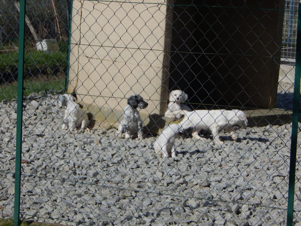 Chiot Setter Anglais du Mas d'Eyraud