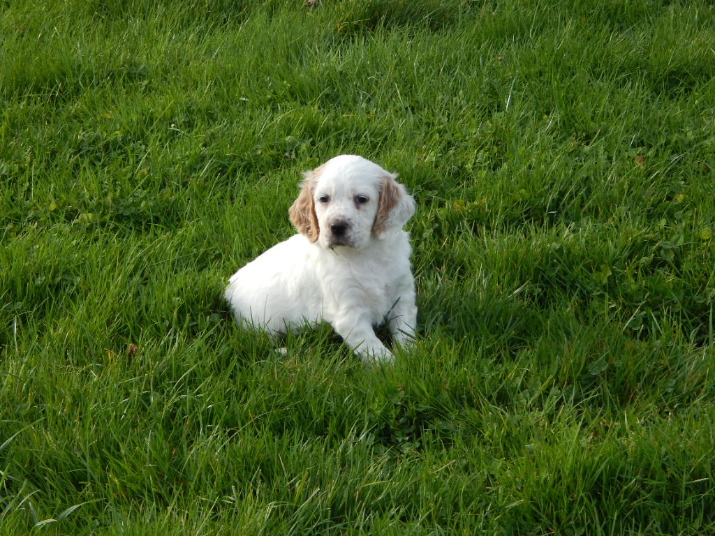 du Mas d'Eyraud - Chiots disponibles - Setter Anglais