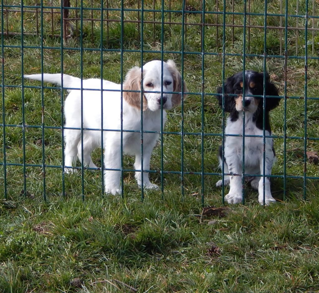 Chiot Setter Anglais du Mas d'Eyraud