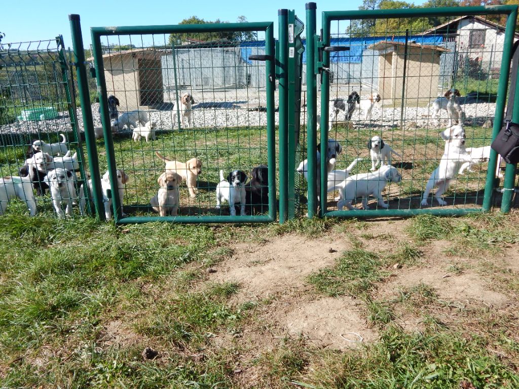 du Mas d'Eyraud - Setter Anglais - Portée née le 03/09/2025
