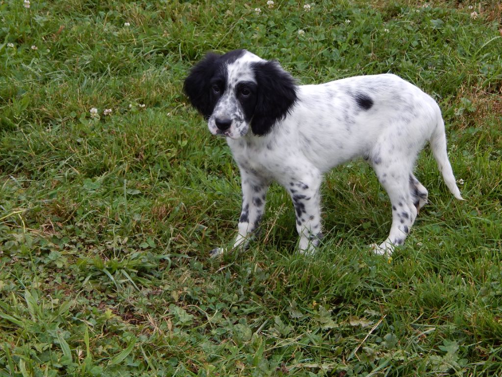 du Mas d'Eyraud - Setter Anglais - Portée née le 20/03/2025