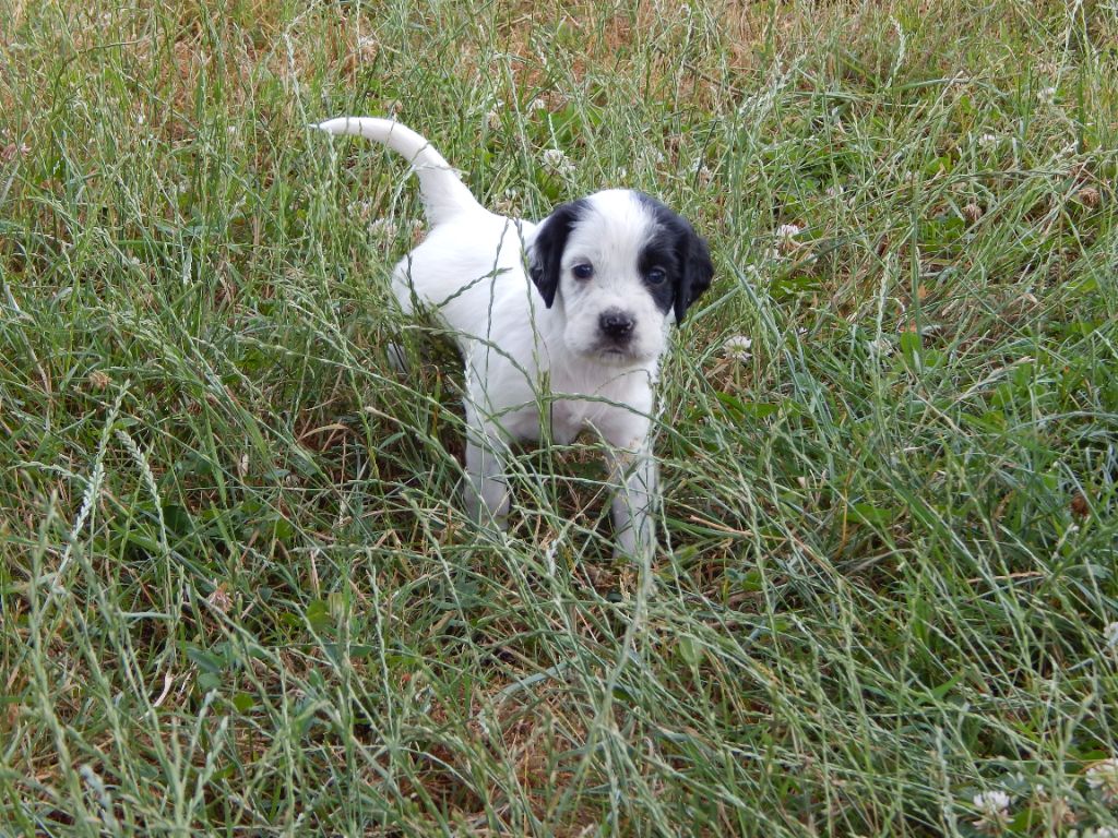 du Mas d'Eyraud - Chiots disponibles - Setter Anglais