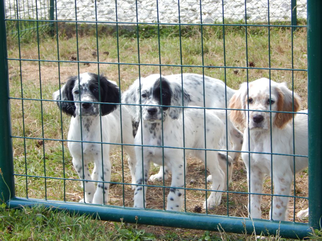 Chiot Setter Anglais du Mas d'Eyraud