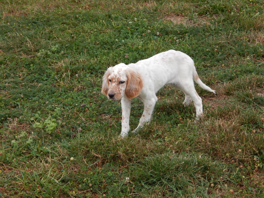 du Mas d'Eyraud - Chiots disponibles - Setter Anglais